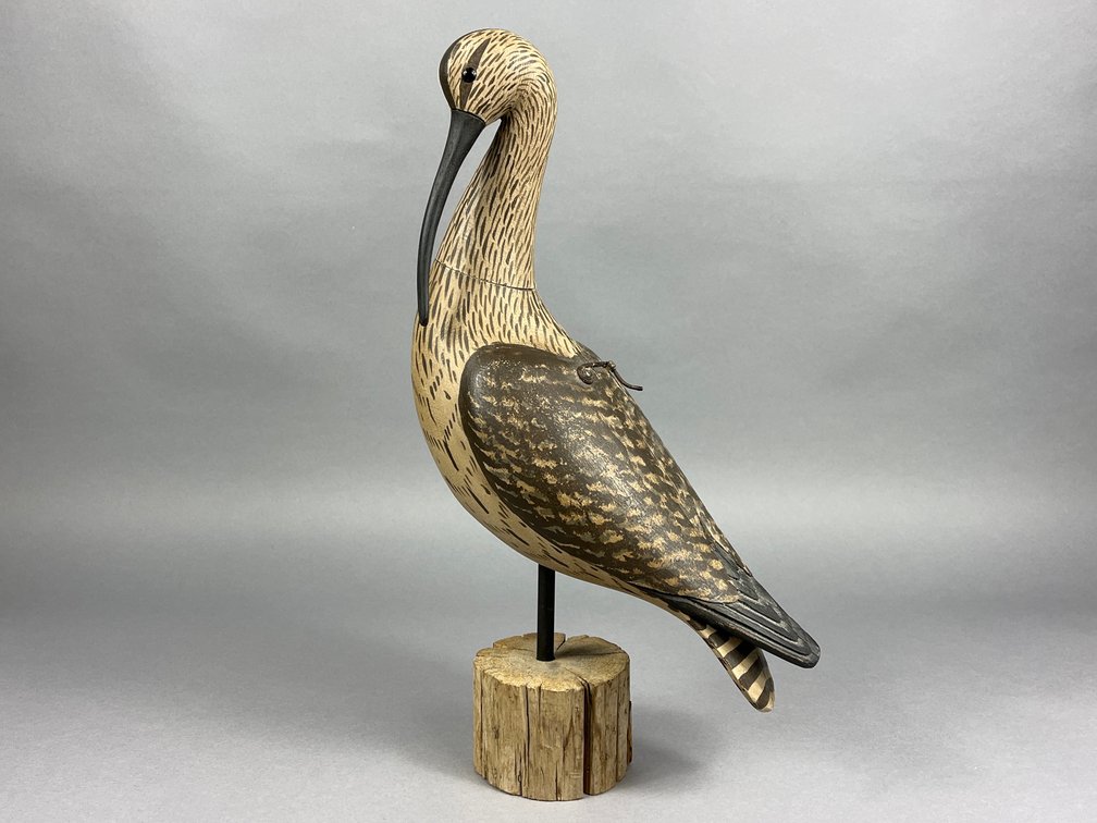 Long Billed Curlew by Steve Morey