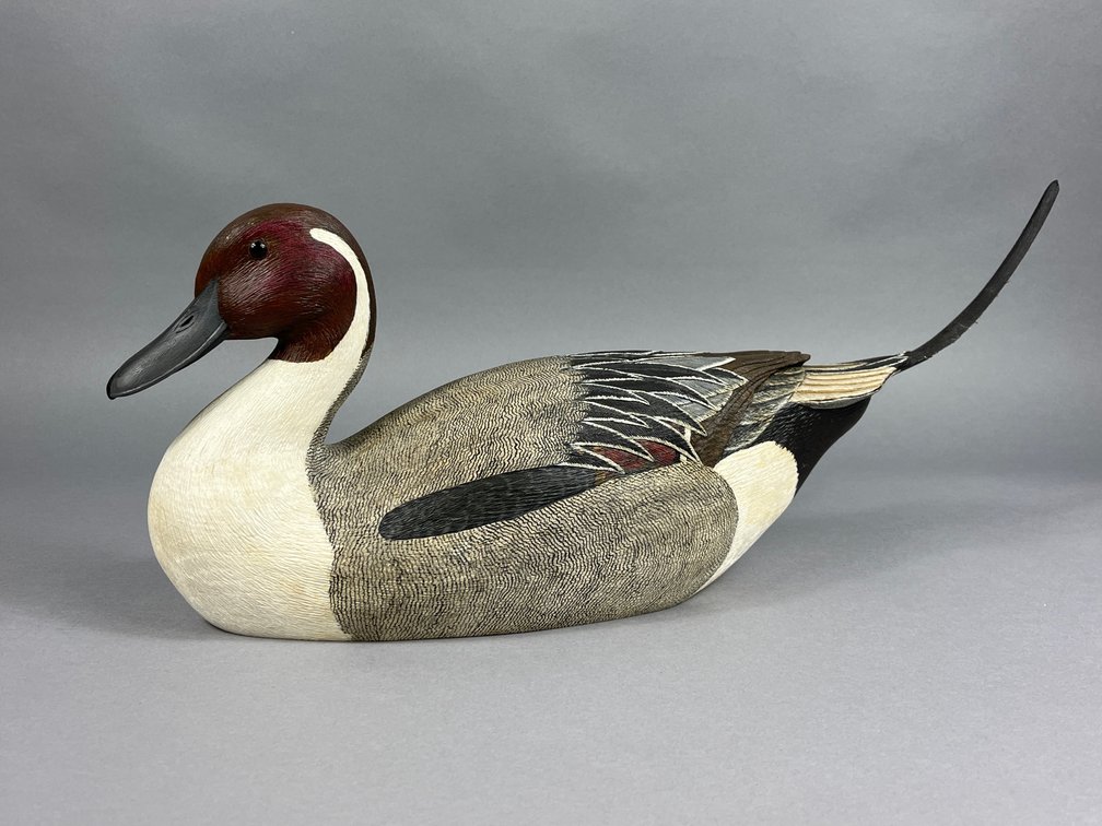 Pintail by Tom Braham
