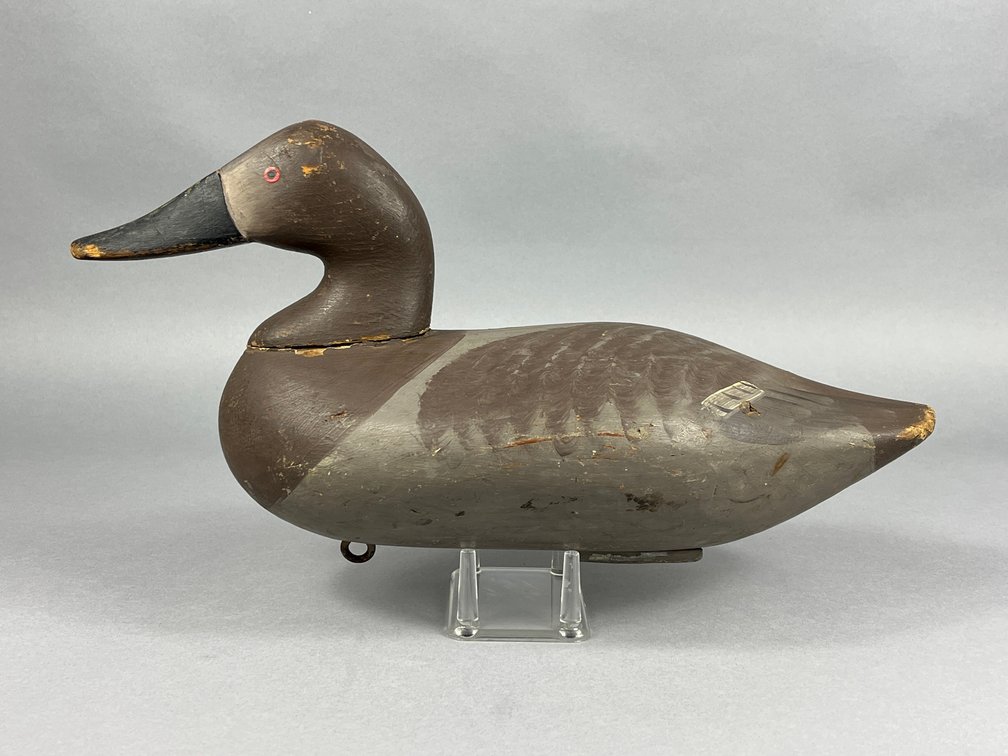 Canvasback Hen by Charlie Bryan