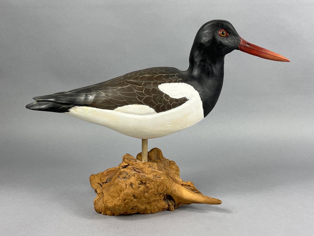 Oyster Catcher by John M. Bede 