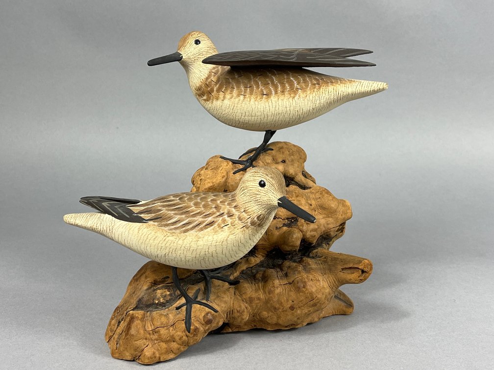 Semi Palmated Sandpiper by John & Patty Waterfield