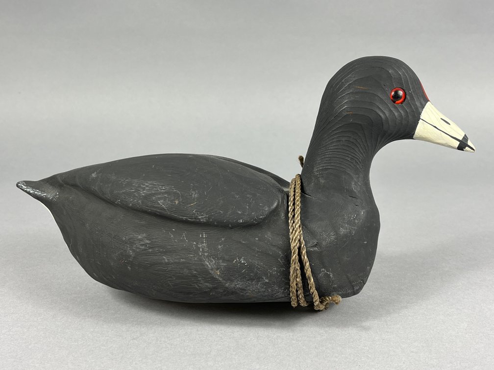 Coot by Steve “Bubbles” Merritt