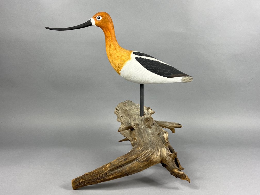 Avocet by Cork McGee