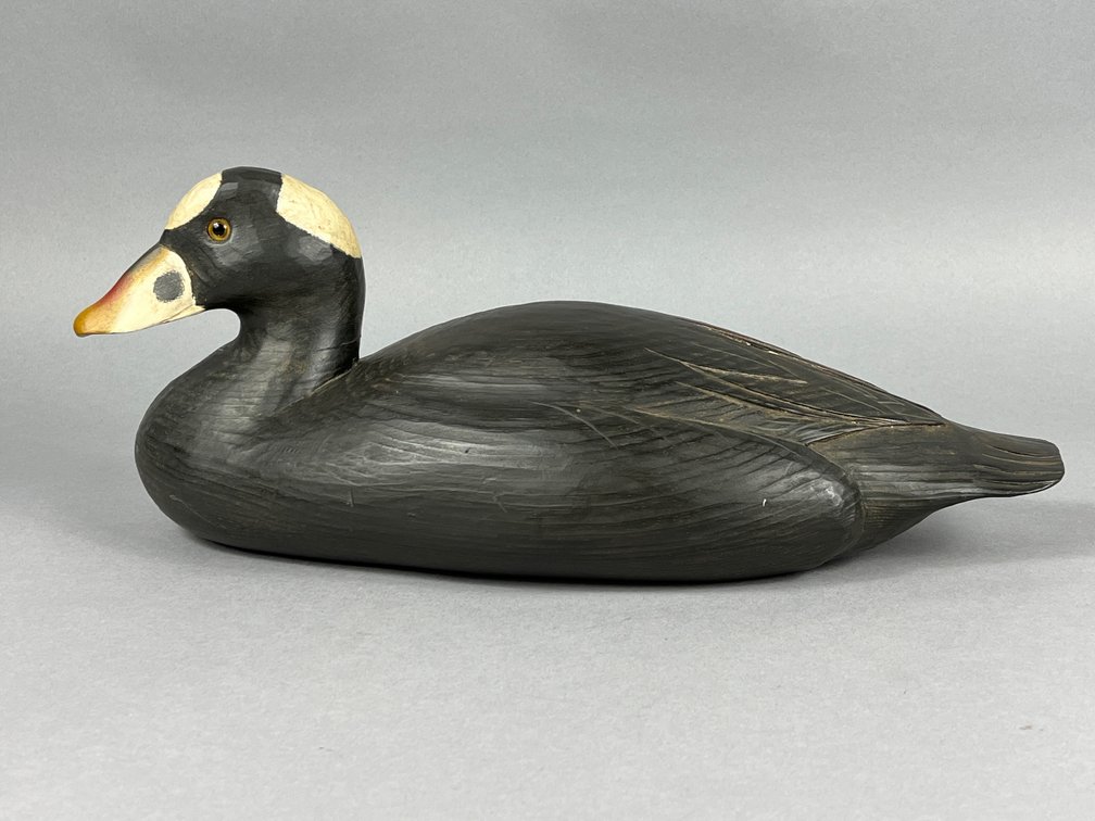 Surf Scoter by Tom Savage