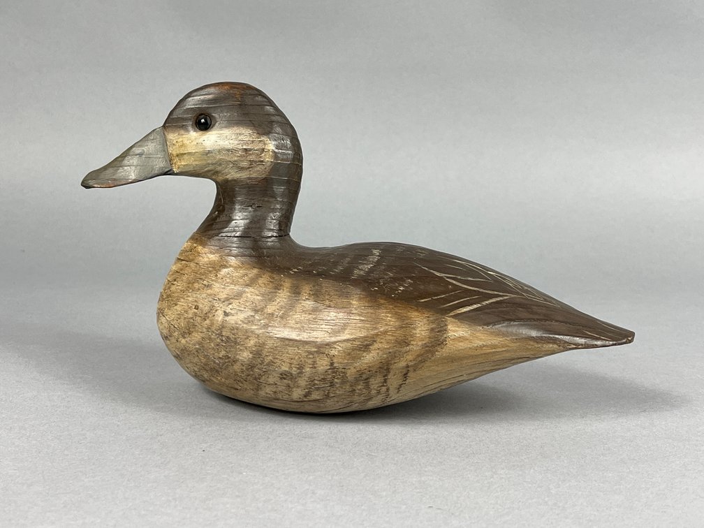 Ruddy Duck by Tom Savage