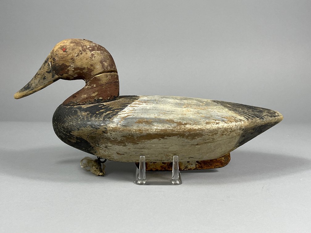 Upper Chesapeake Bay Canvasback 