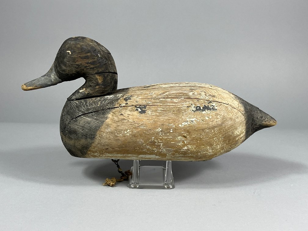 Chesapeake Bay Area Bluebill