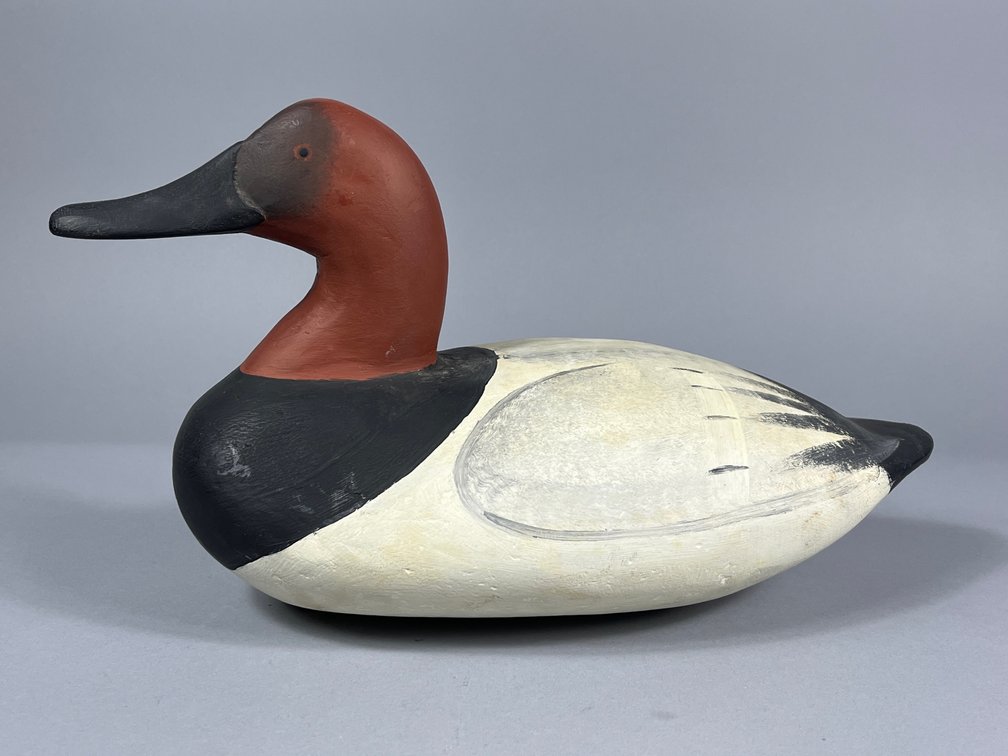Cecil Co, MD, Canvasback 