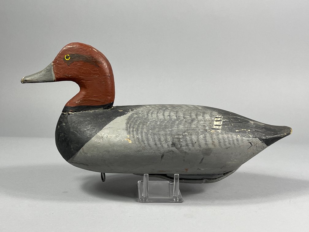 Chesapeake Bay Redhead