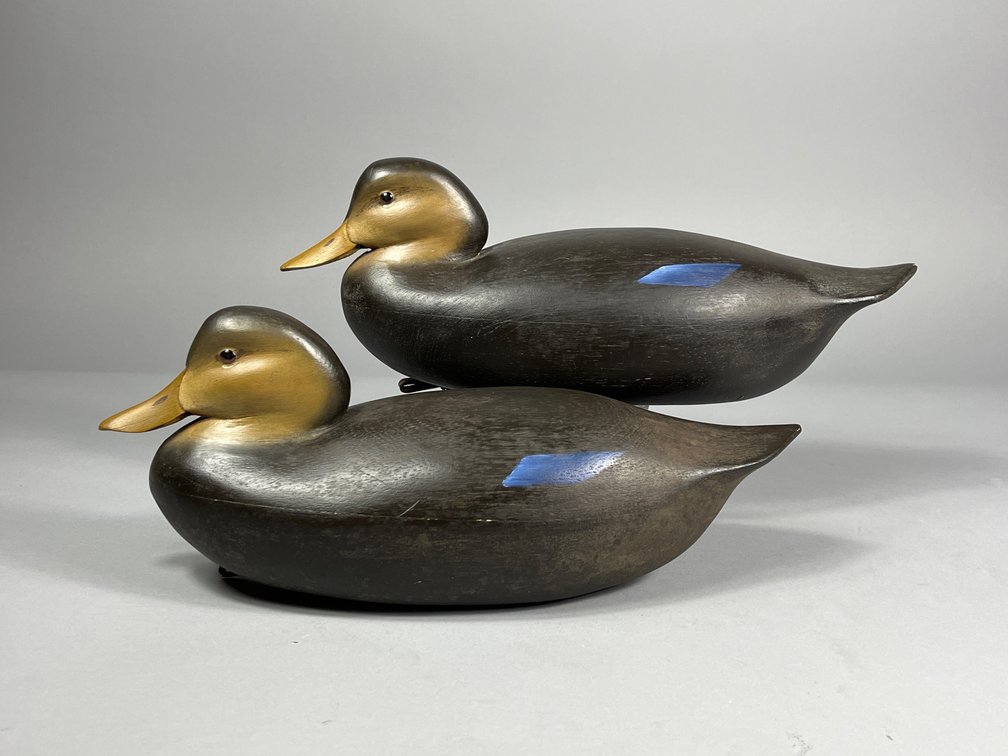 Matt Geis, Black Duck Pair, Cherry Hill, NJ