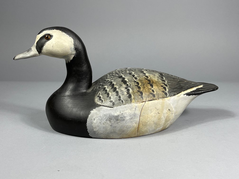Barnacle Goose, Unknown