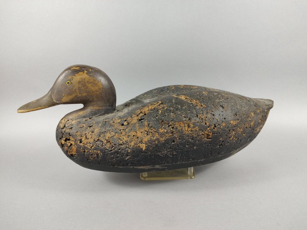 Madison Mitchell Black Duck, Havre de Grace MD 