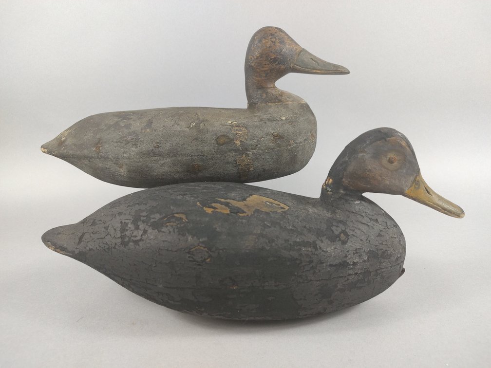 Two New Jersey Black Ducks