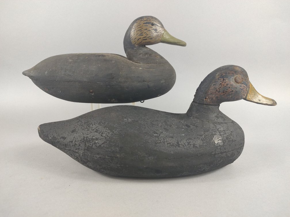 Two NJ Black Ducks