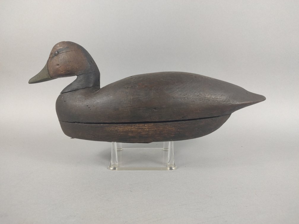 Black Duck From NJ