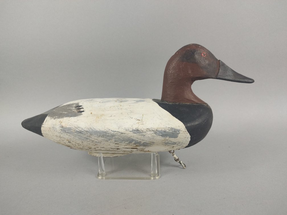 Canvasback From the Upper Chesapeake Bay 
