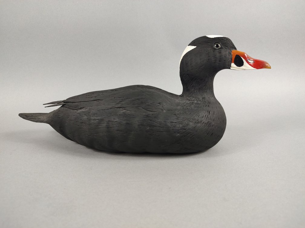Duke Johnston, Surf Scoter, Queen Anne's County, MD