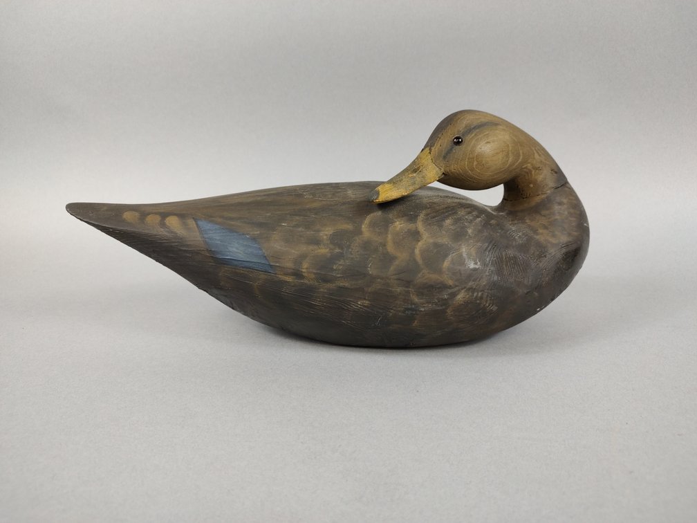 Preening Black Duck by Unknown Maker 