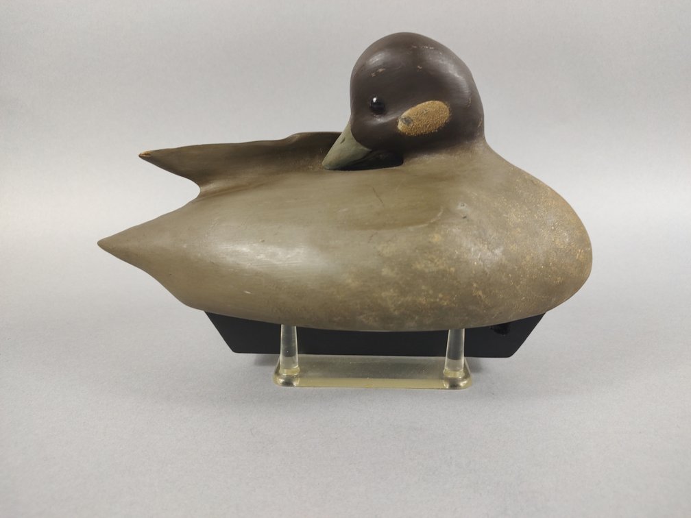 Hen Bufflehead Preener