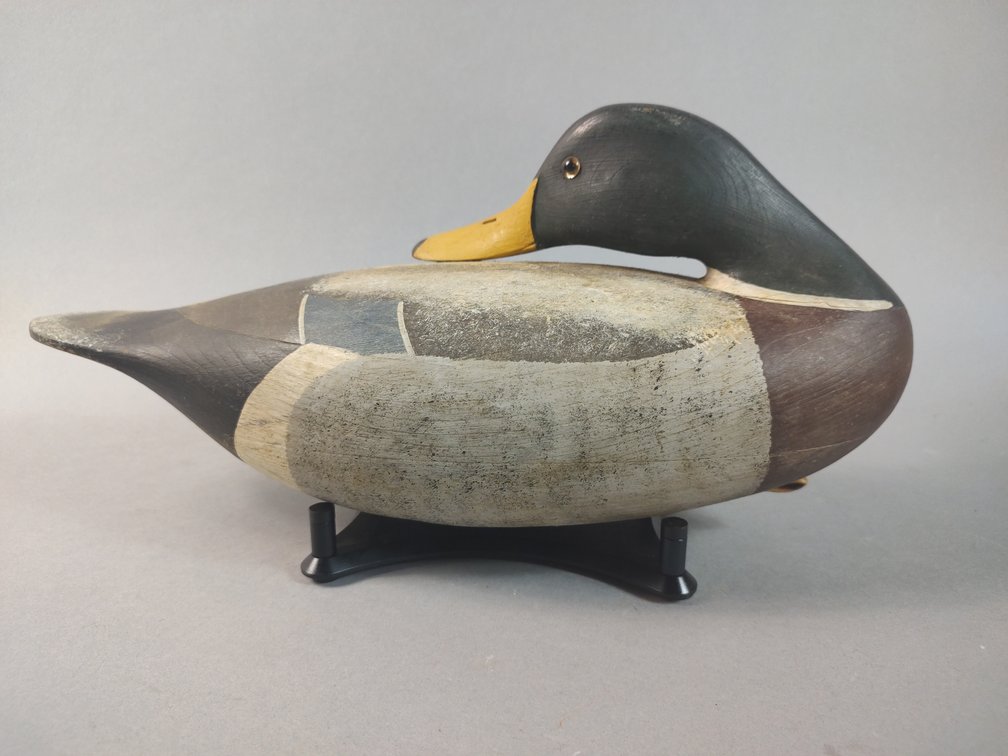William Oler, Beach Haven, NJ Mallard 