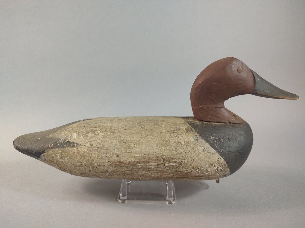 Upper Bay Canvasback