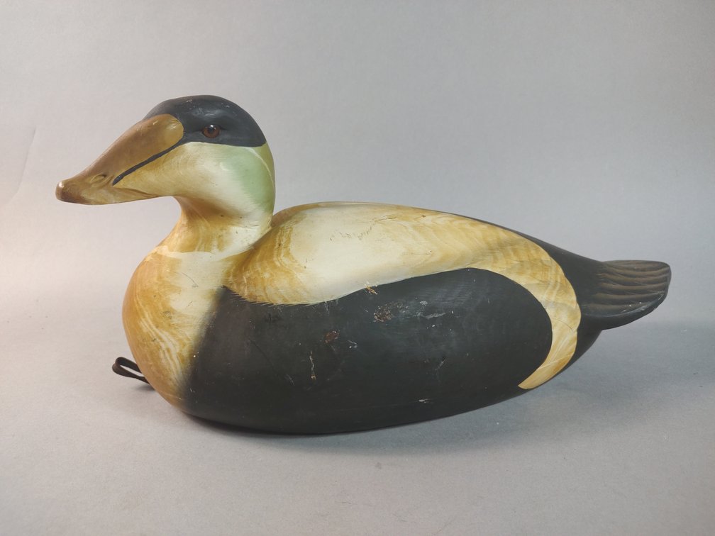 Steve Bretell Biddeford, ME Eider