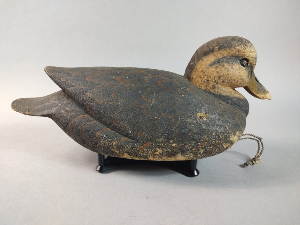 Robbie Lewis Onancock VA Black Duck