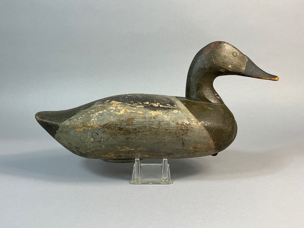 James Holly, Canvasback