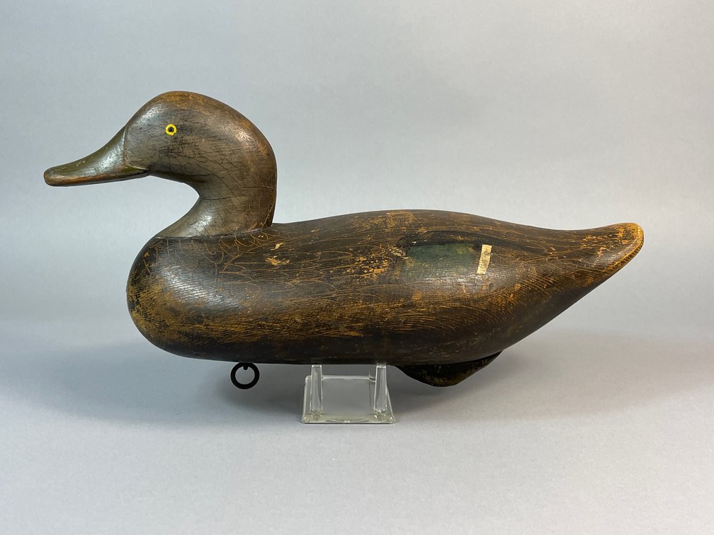 R Madison Mitchell, Havre de Grace, MD, Black Duck