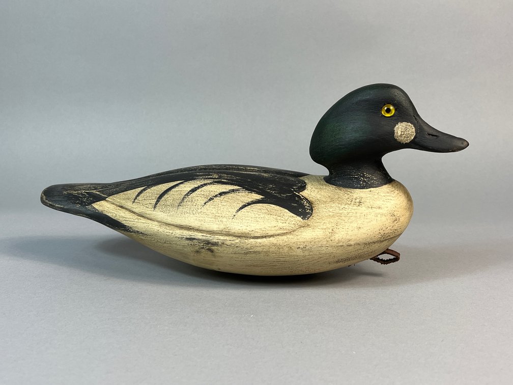 Darkfeather Freedman, Michigan, Goldeneye