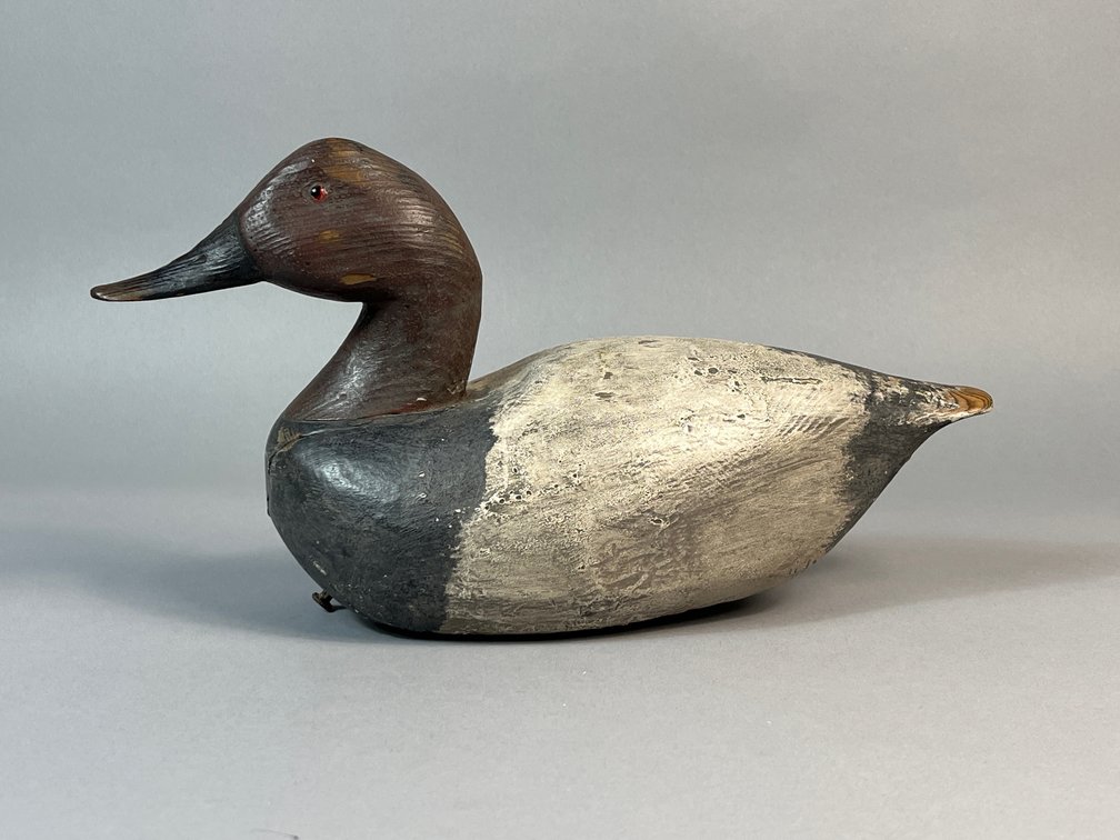 Canvasback, Unknown