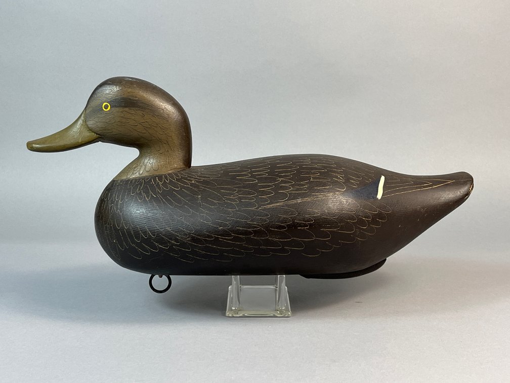 Charlie Bryan, Middle River, MD, Black Duck