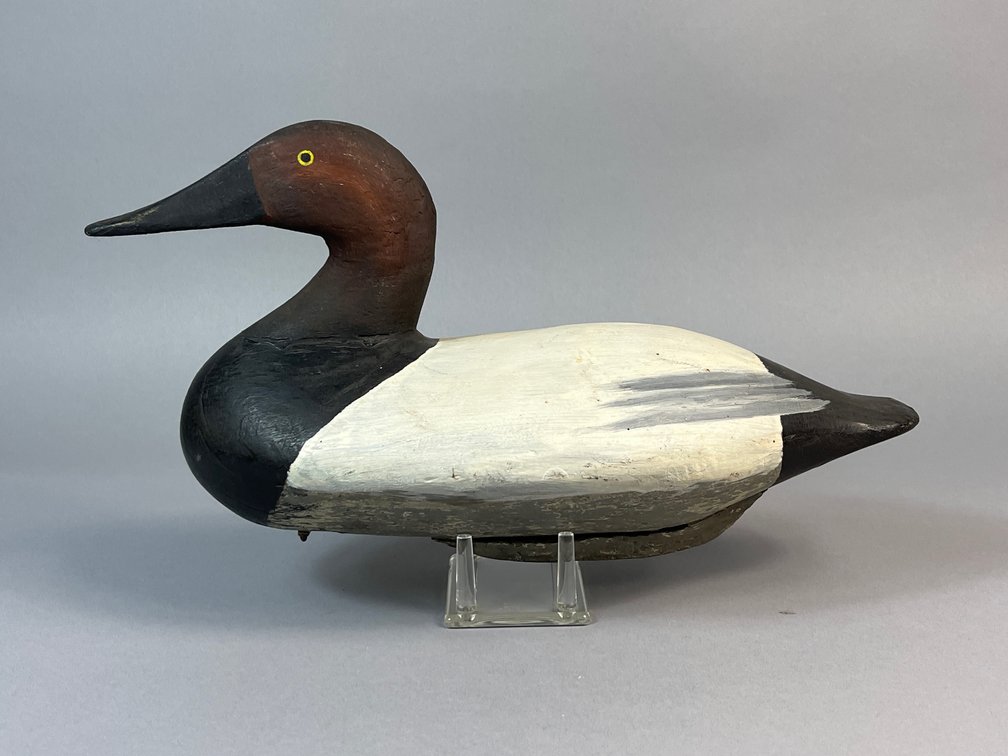 Cecil Co Canvasback