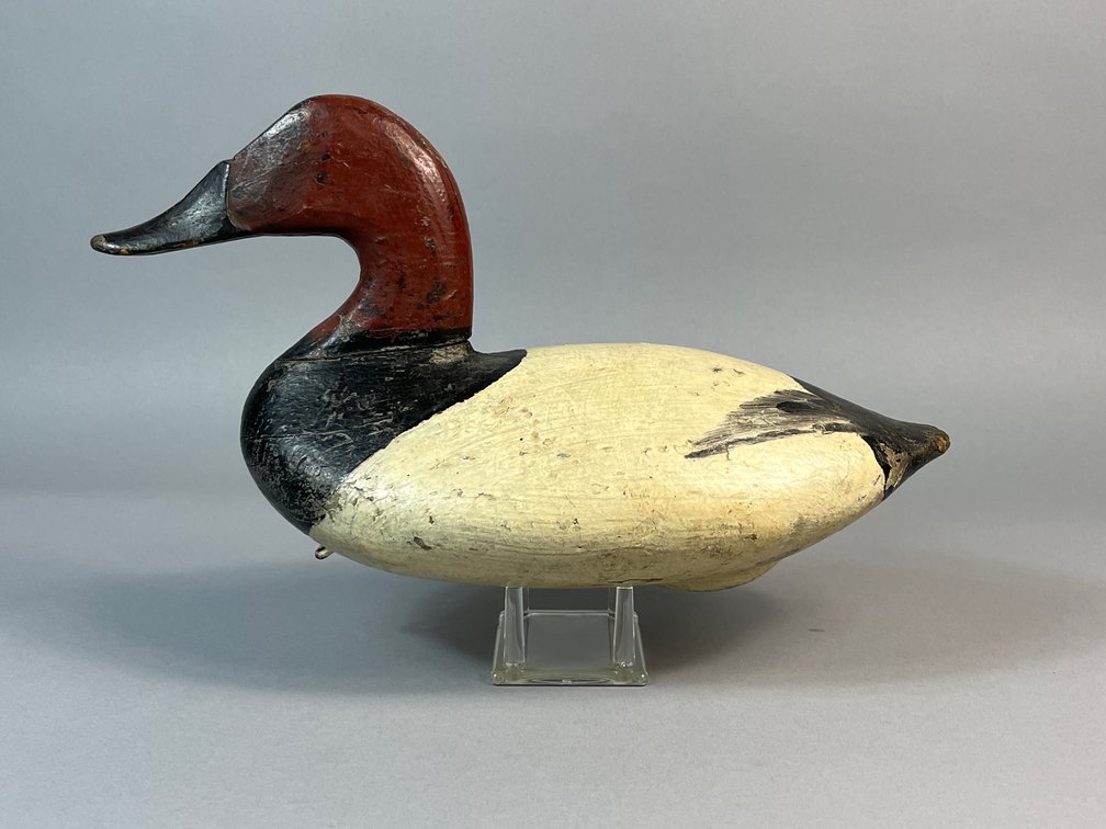 Cecil Co Canvasback