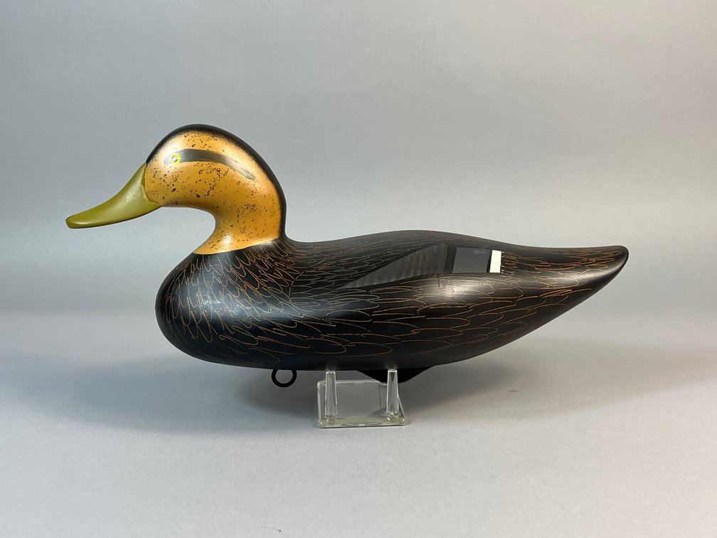 Patrick Vincenti, Havre de Grace, MD, Black Duck