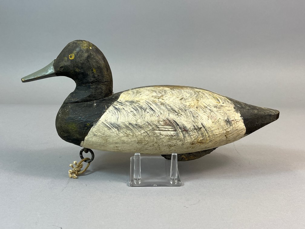 Unknown Bluebill