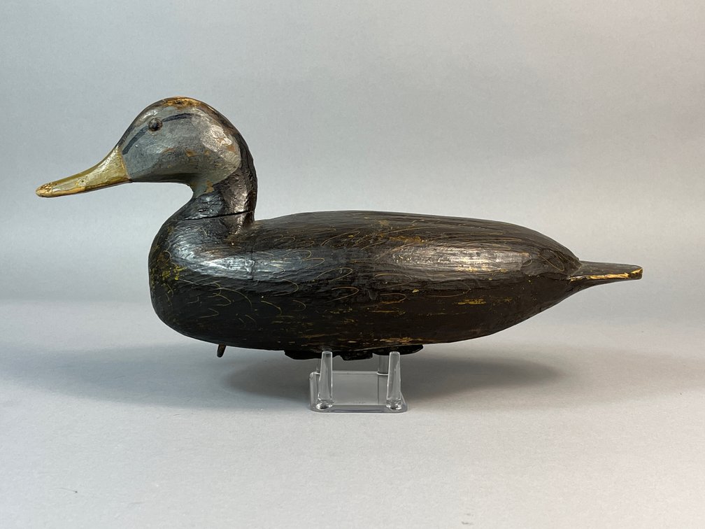 Chincoteague, VA Black duck