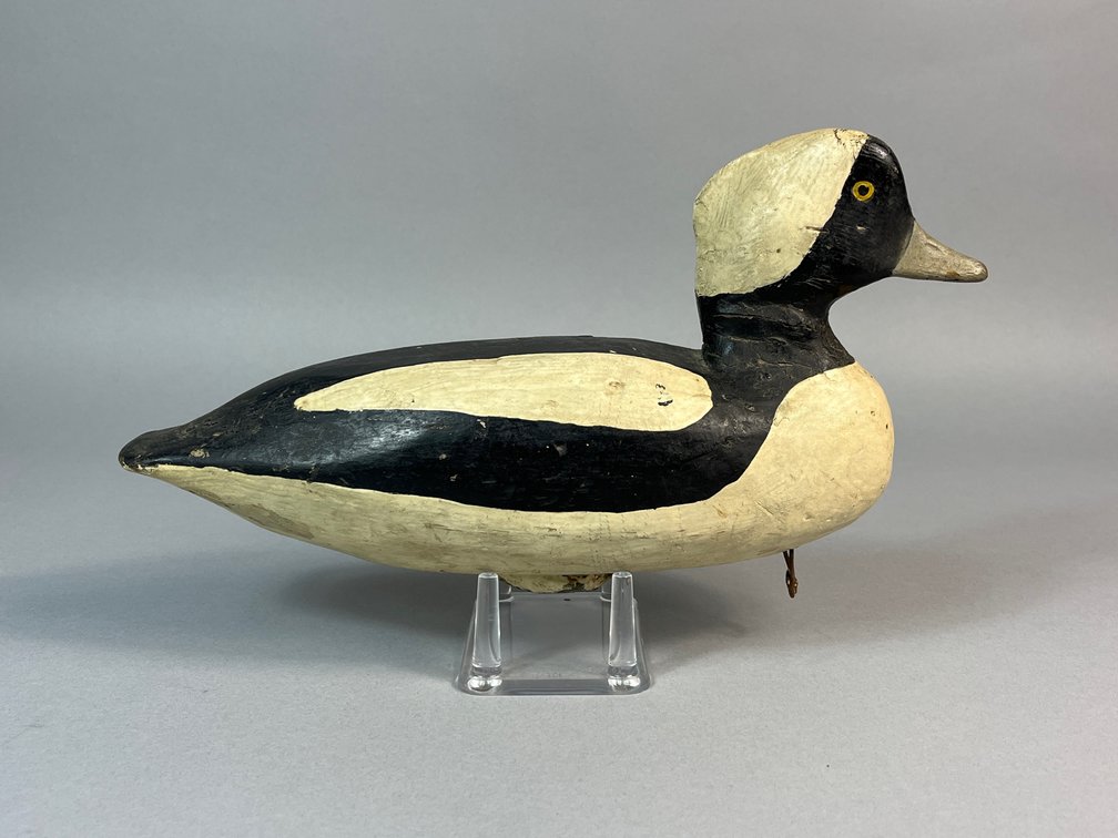 Eastern Shore Bufflehead