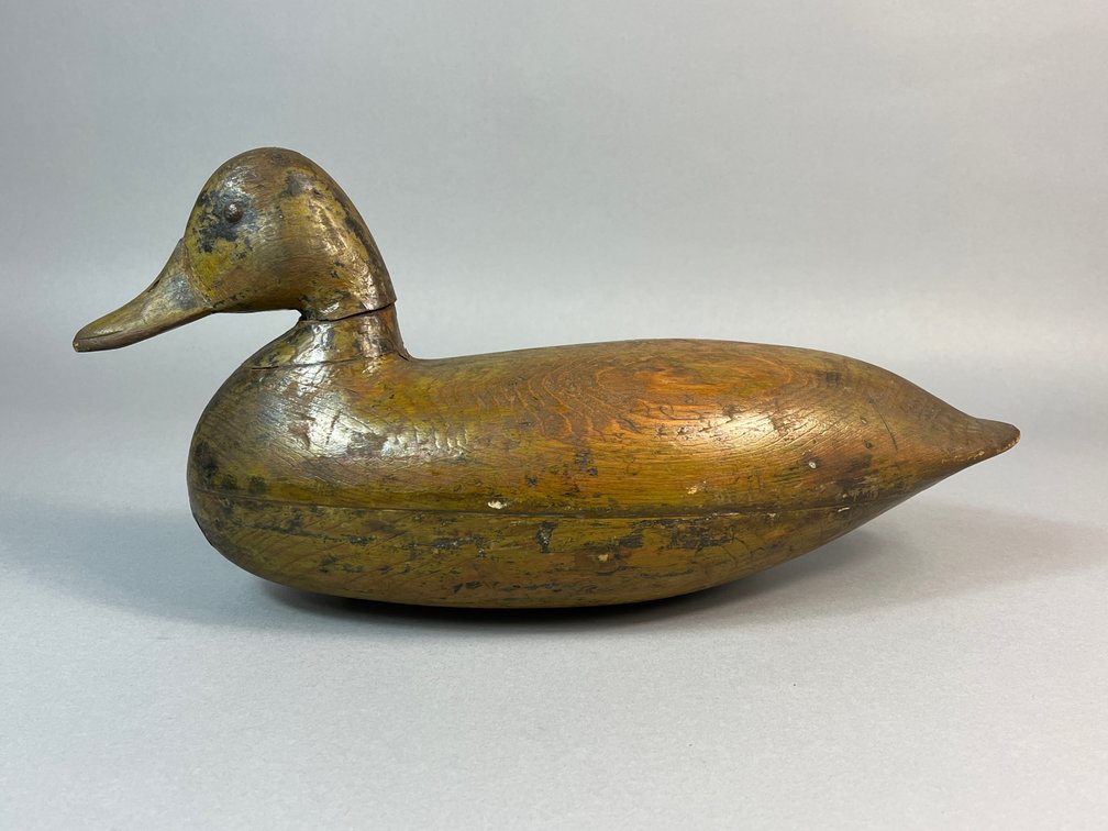 Shourds, New Jersey,  Black Duck