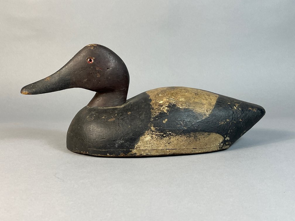 Canada, Canvasback