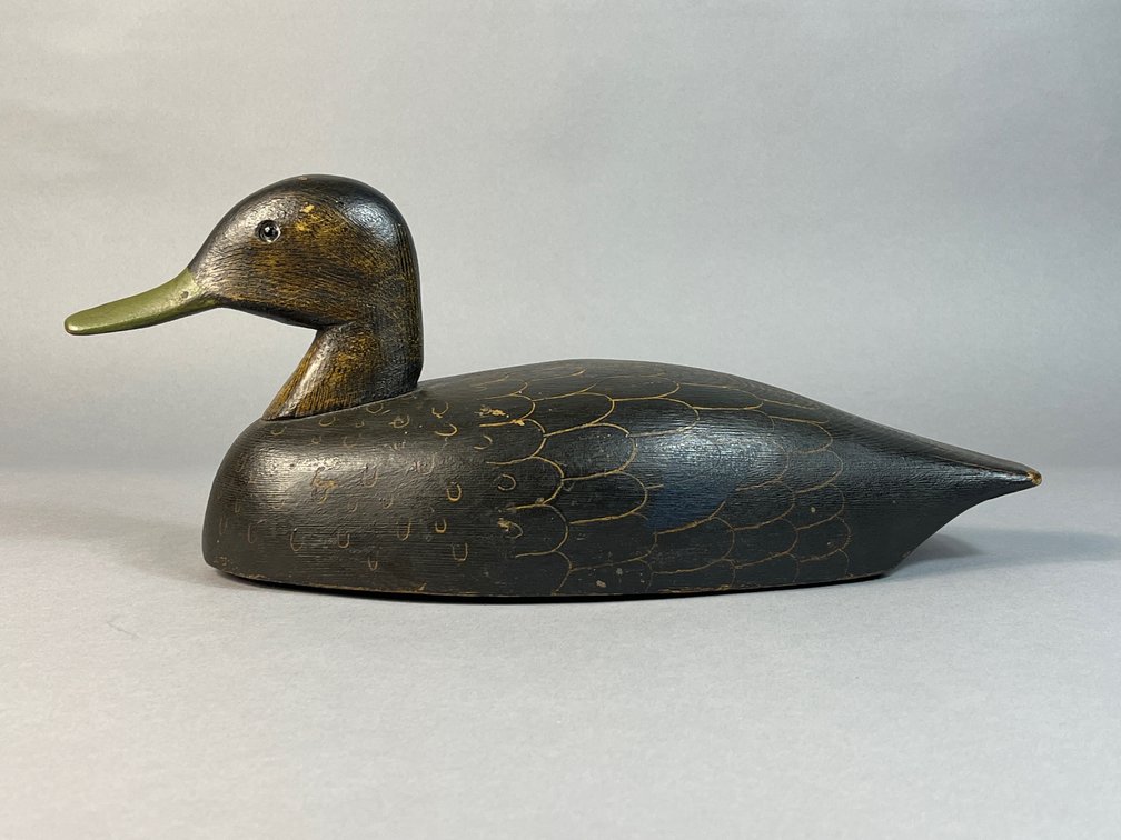 Ontario, Black Duck
