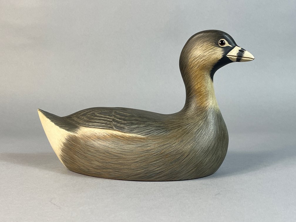 Darkfeather Freedman, Michigan, Pie Billed Grebe