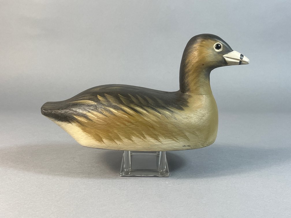 Mike Borrett, Madison, WI, Pie Billed Grebe