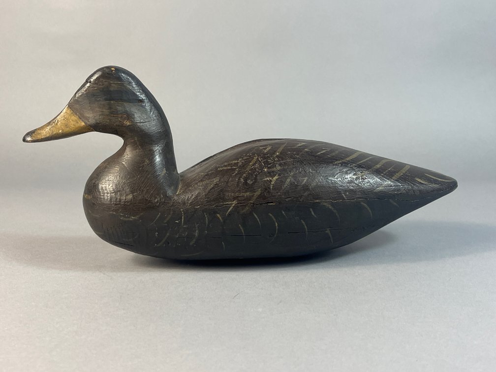 Eastern Shore Black duck