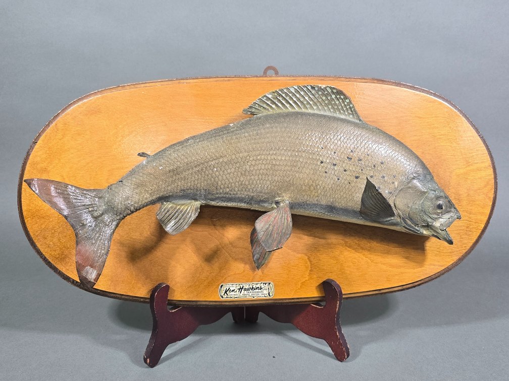 Taxidermy Fish by Ken Hawkins, Winnipeg Manitoba