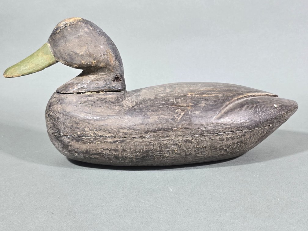 Northampton County,  VA Black Duck