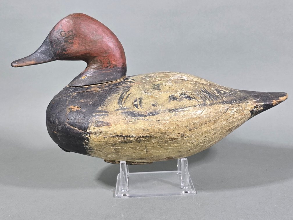 Early Canvasback Drake