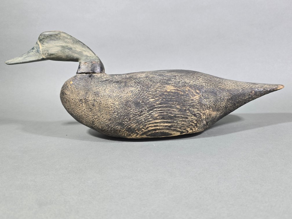 Swimming Black Duck