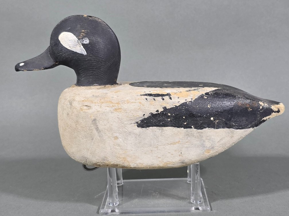Chincoteague,  VA Bufflehead