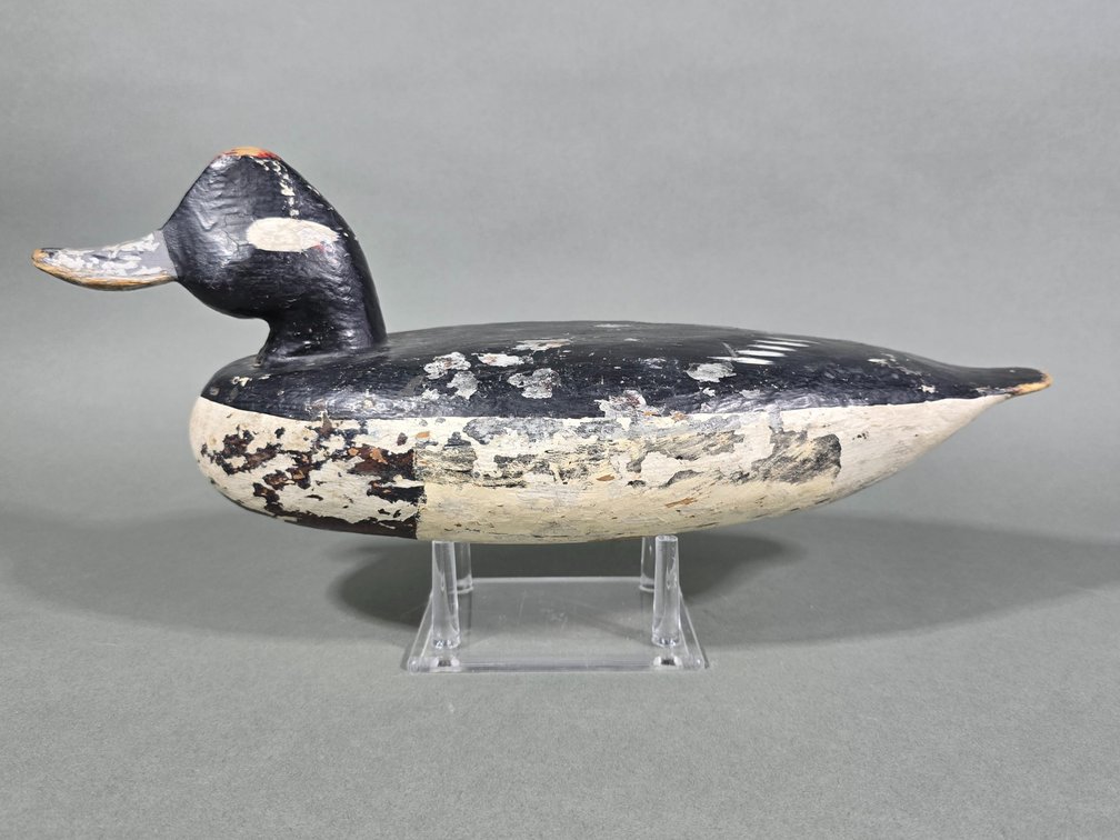 Doug Jester,  Jr. Chincoteague,  VA Bufflehead